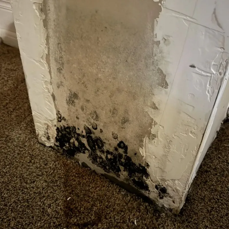 Professional Mold Removal in Granby, MA
